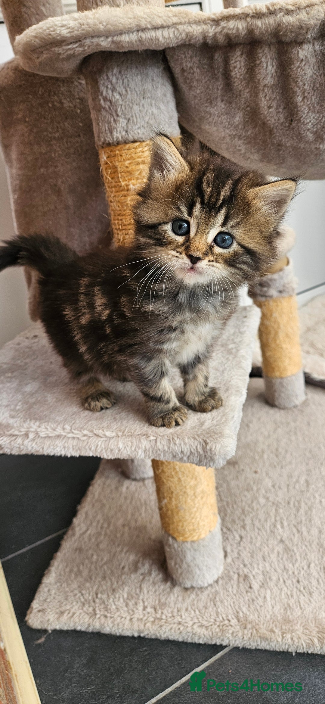 Domestic Shorthair cats for sale: Tabby kittens for sale - Image 4