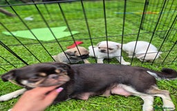 Pug dogs for sale: 3rd generation pug puppies  - Image 6