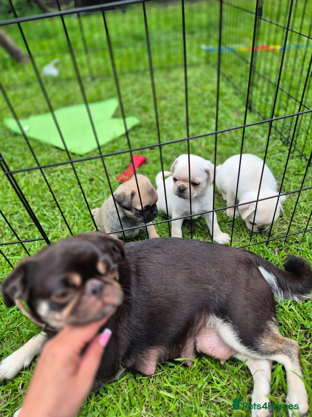 Pug dogs for sale: 3rd generation pug puppies  - Image 6