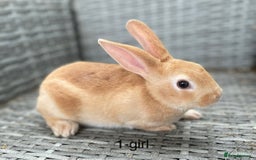 Rex rabbits for sale: 5 beautiful mini Rex  - Image 1