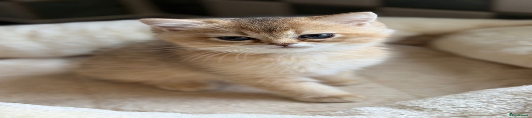 British Shorthair Kitten 6