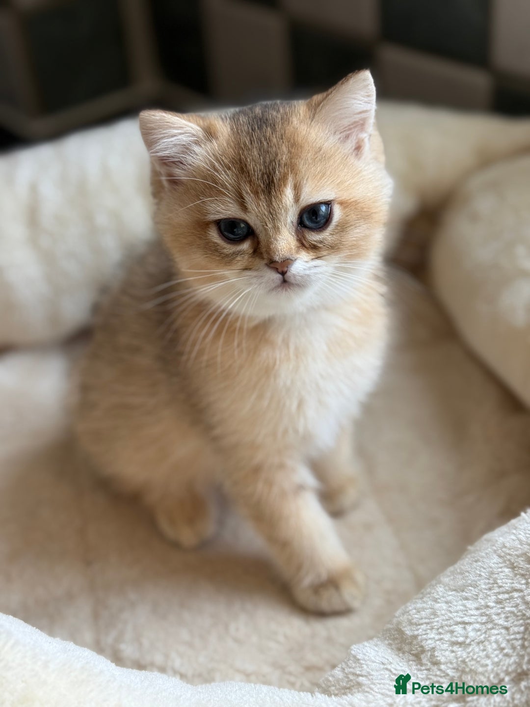 British Shorthair cats for sale: GCCF reg BSH Chocolate and Black Golden Kittens in London - Image 20