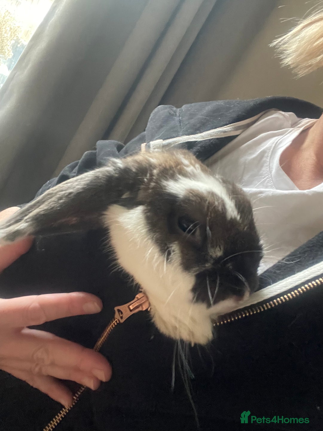 Dwarf Lop rabbits for sale: Sweet Natured House Rabbit for a New Home  - Advert 4
