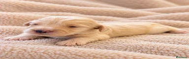 Cockapoo 8