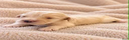 Cockapoo dogs for sale: Beautiful merle, cream, Lemon and white cockapoos - Advert 3