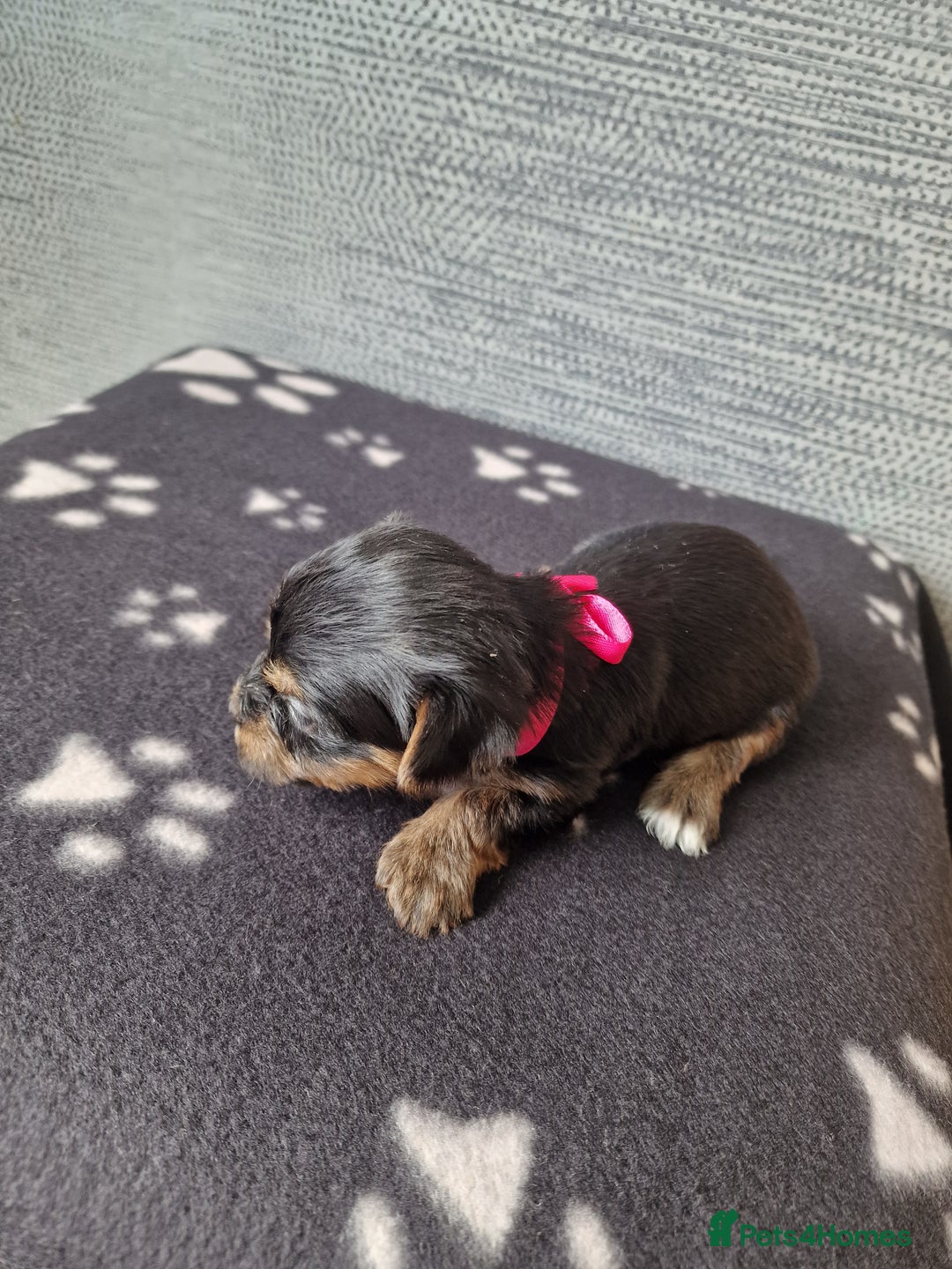 Yorkshire Terrier dogs for sale: Yorkshire terrier puppy's  - Image 7