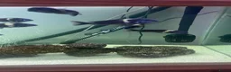 Cichlids fish for sale: 5ft fish tank - Advert 3