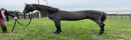 Riding pony horses for sale: beautiful colt foal to mature at 14.2hh - Advert 1