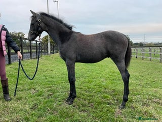 Riding pony horses beautiful colt foal to mature at 14.2hh - Advert 3