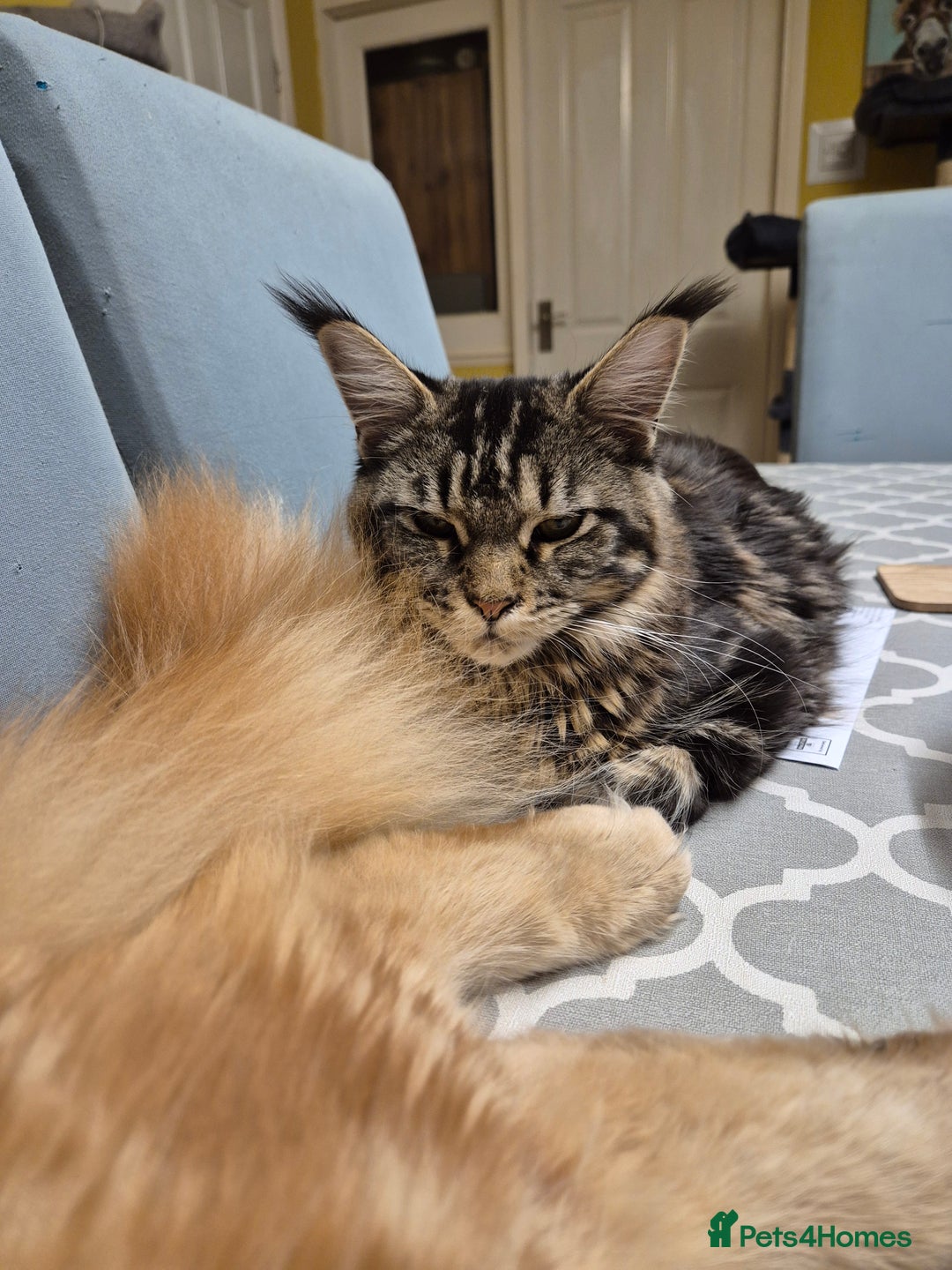 Maine Coon cats for sale: Classic Brown Tabby Girl - Advert 3
