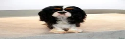 Cavalier King Charles Spaniel dogs for sale: Cavalier king charles spaniel - Advert 2