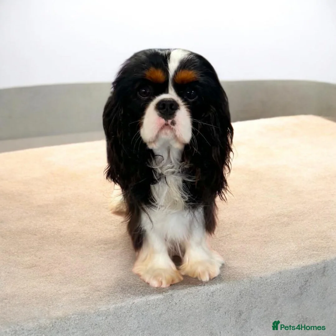 Cavalier King Charles Spaniel dogs for sale: Cavalier king charles spaniel - Advert 2