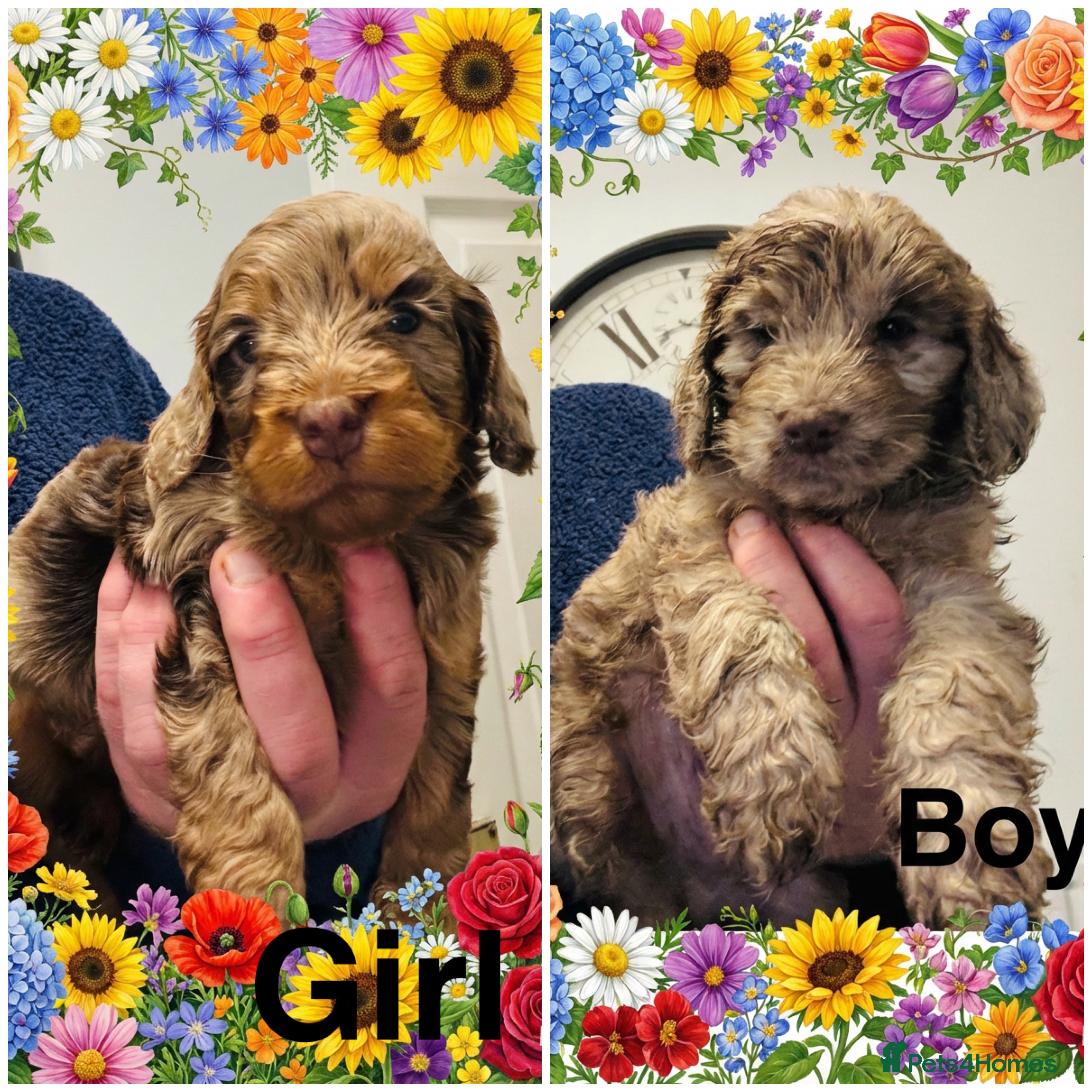 Cockapoo dogs ❤️DNA Tested Rare Merle Cockapoos, Ready 5th Feb  - Advert 13