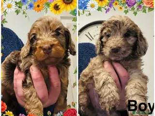 Cockapoo dogs ❤️DNA Tested Rare Merle Cockapoos, Ready 5th Feb - Advert 13