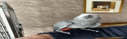 Parrots birds for sale: African Grey Parrot - Advert 5