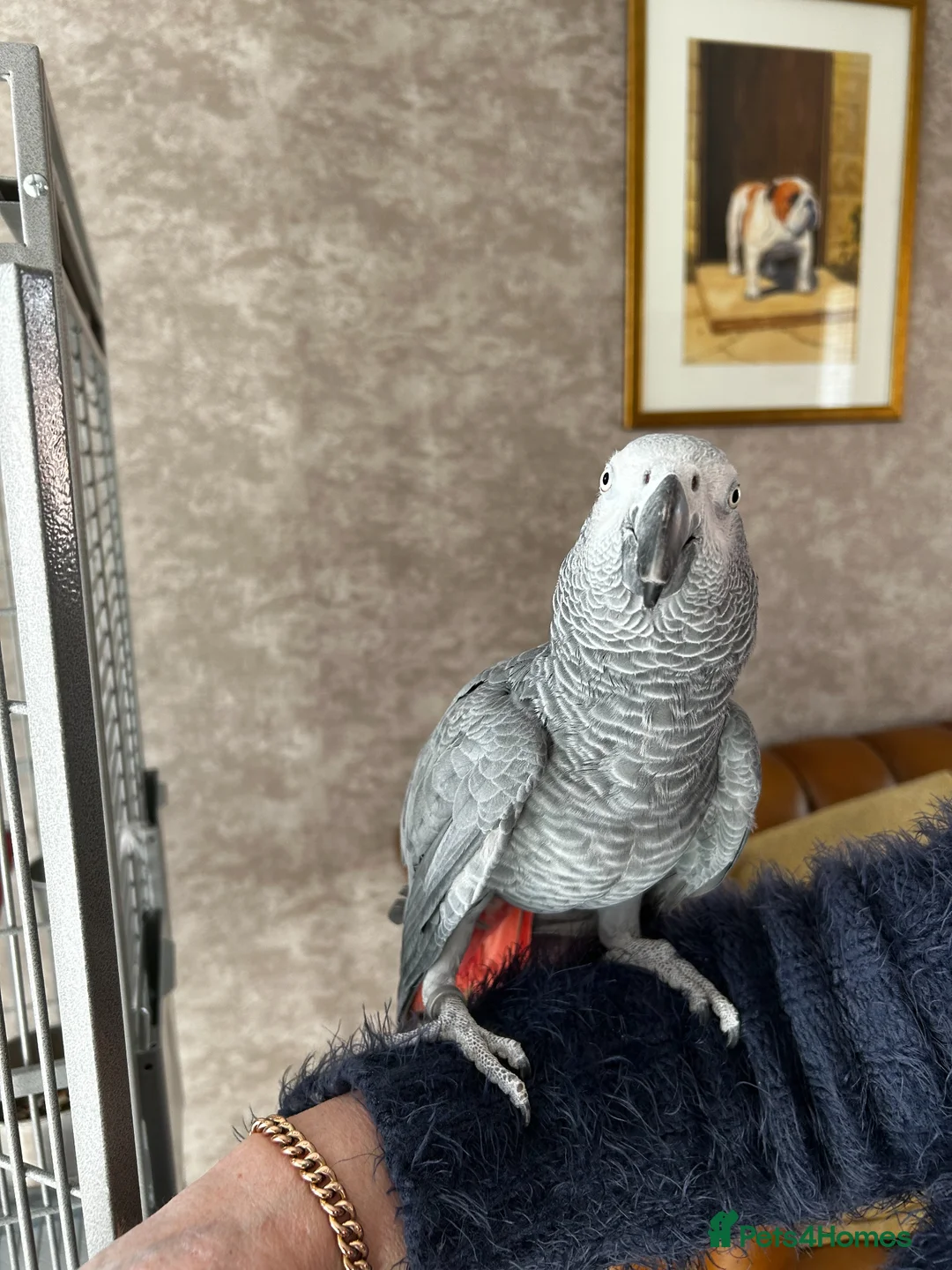Parrots birds for sale: African Grey Parrot - Advert 5