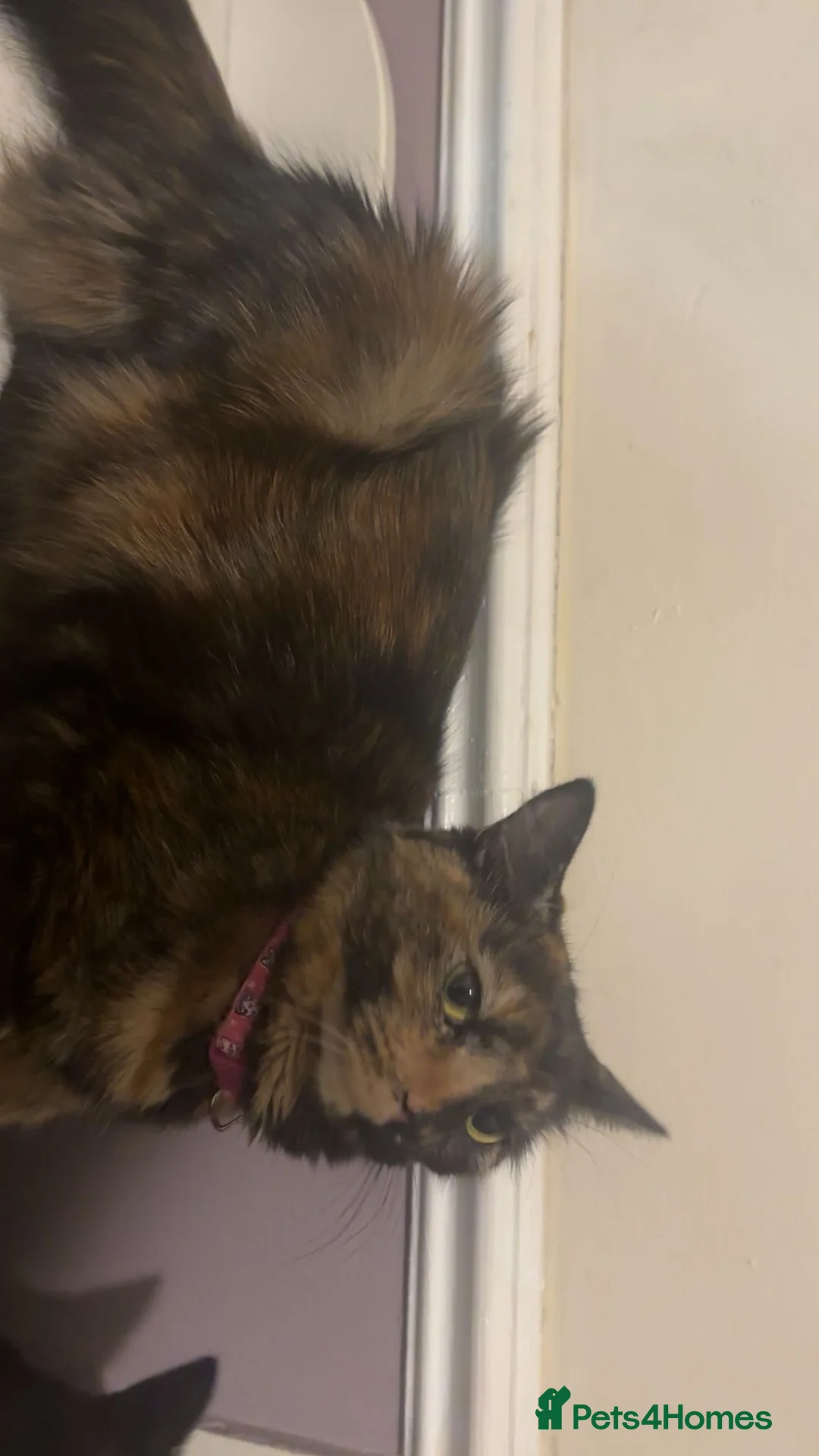 Mixed Breed cats for sale: 9 Loving Kits ready to go to their new homes - Advert 2
