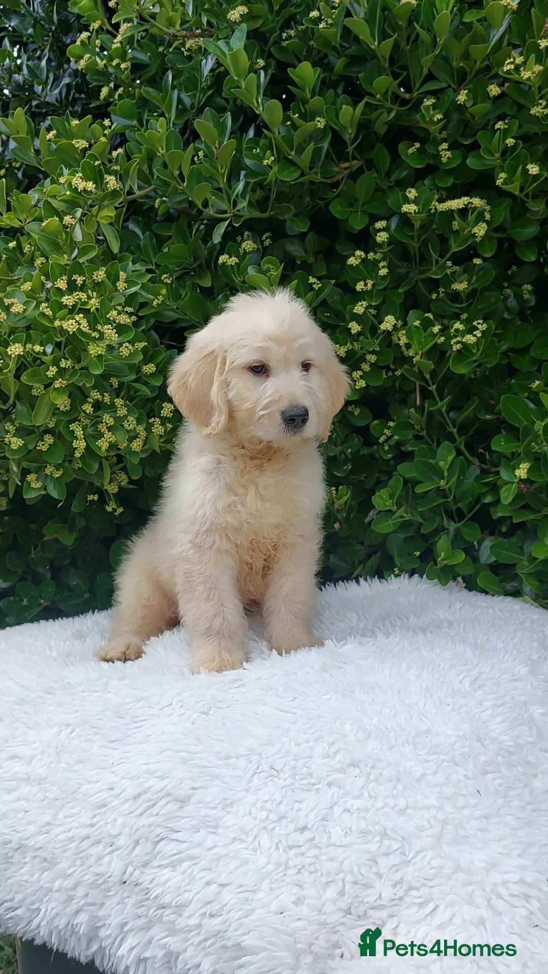 Mini Goldendoodle dogs Exceptional F1 Goldendoodle Puppies  - Advert 1