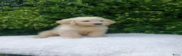 Mini Goldendoodle dogs for sale: Exceptional F1 Goldendoodle Puppies  - Advert 5