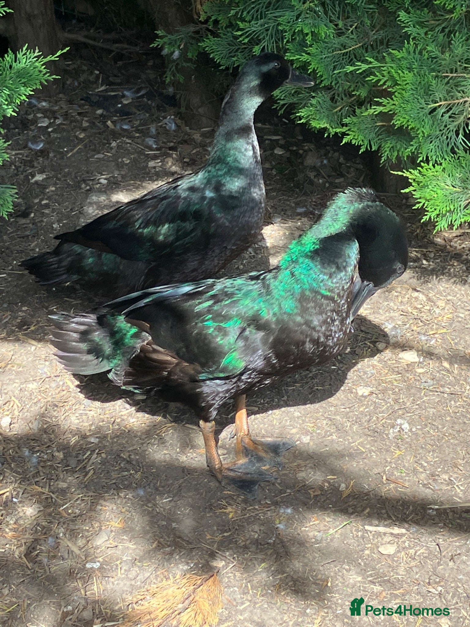 Ducks poultry  BEAUTIFUL BONDED PAIR CAYUGA DUCKS - Advert 2