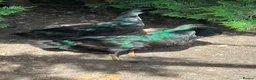 Ducks poultry for sale:  BEAUTIFUL BONDED PAIR CAYUGA DUCKS in Sturminster Newton - Advert 2