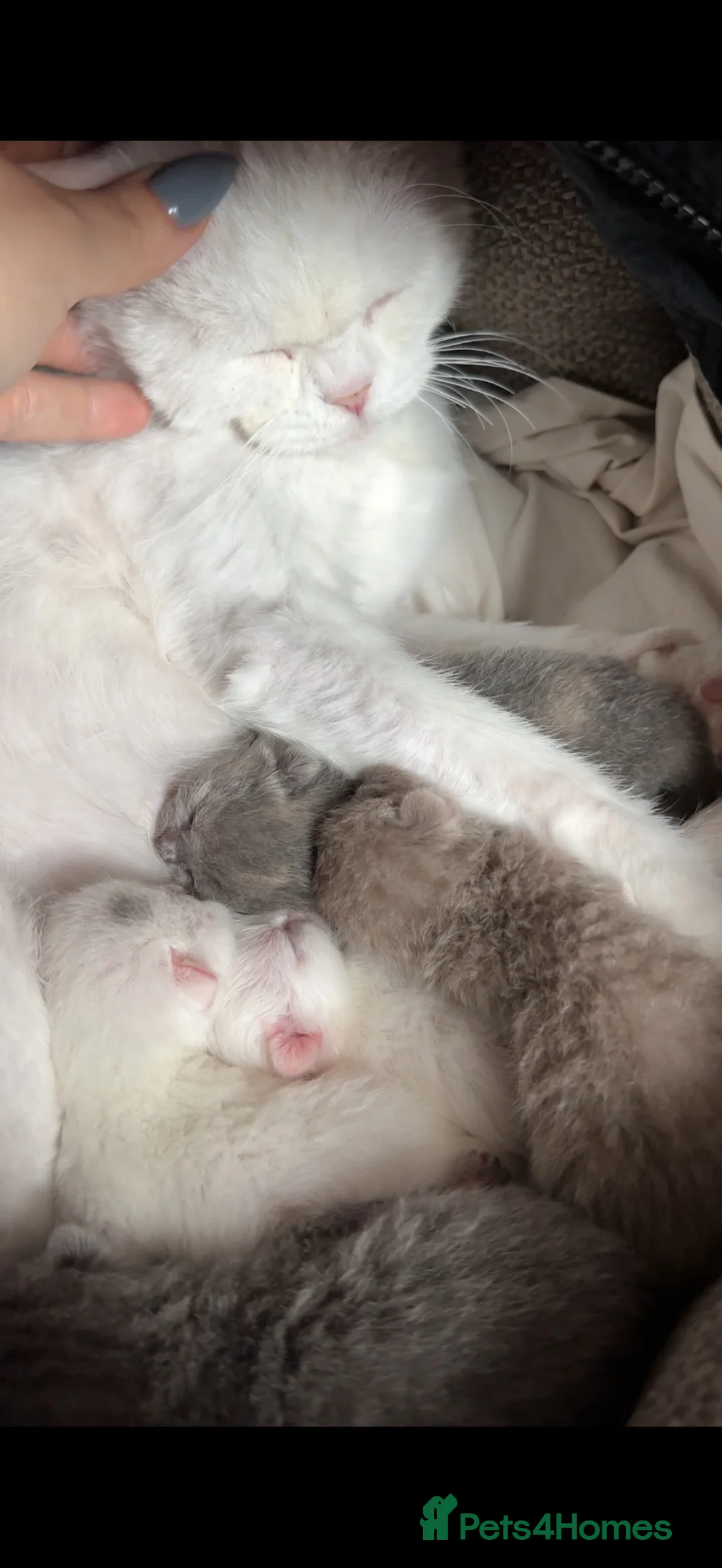 British Shorthair cats for sale: Last british short hair  - Advert 2