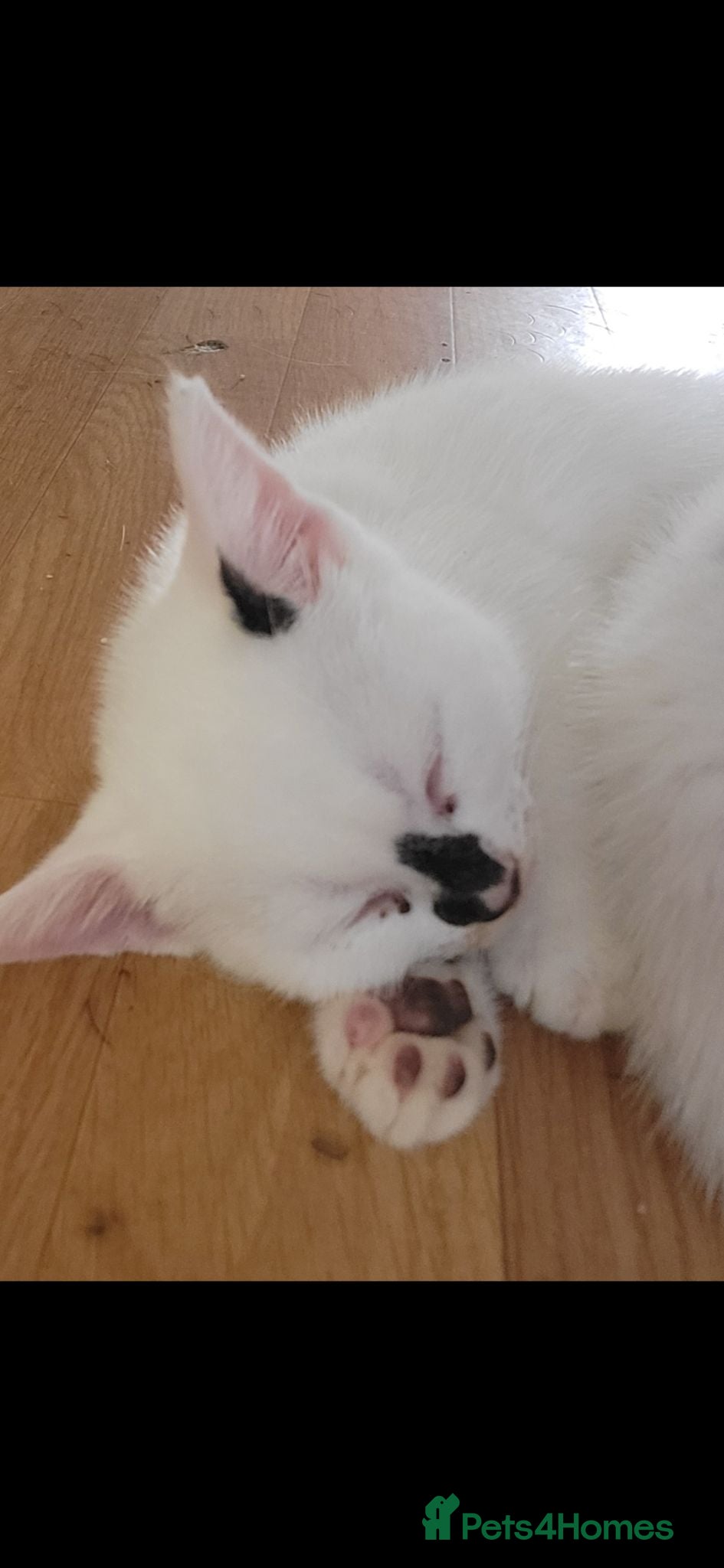 Mixed Breed cats Kittens aged 9 wks x1 female x2 male - Advert 4