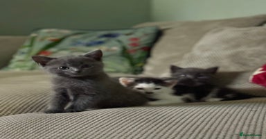 Ragdoll cats - Advert 15