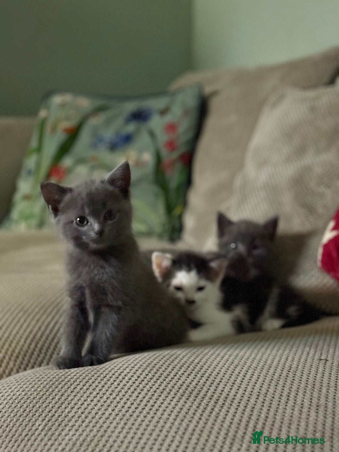 Ragdoll cats for sale: Ready Now Ragdoll x British Shorthair kittens  - Image 3