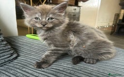 Maine Coon cats for sale: READY NOW! Maine Coon Kittens 🌹 - Image 10