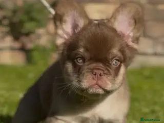 French Bulldog dogs LAST 2 BOYS READY CHUNKY FLUFFY FRENCHIES - Advert 7