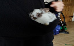 Mixed Breed rabbits for sale: Cute Baby Bunnies - Image 5