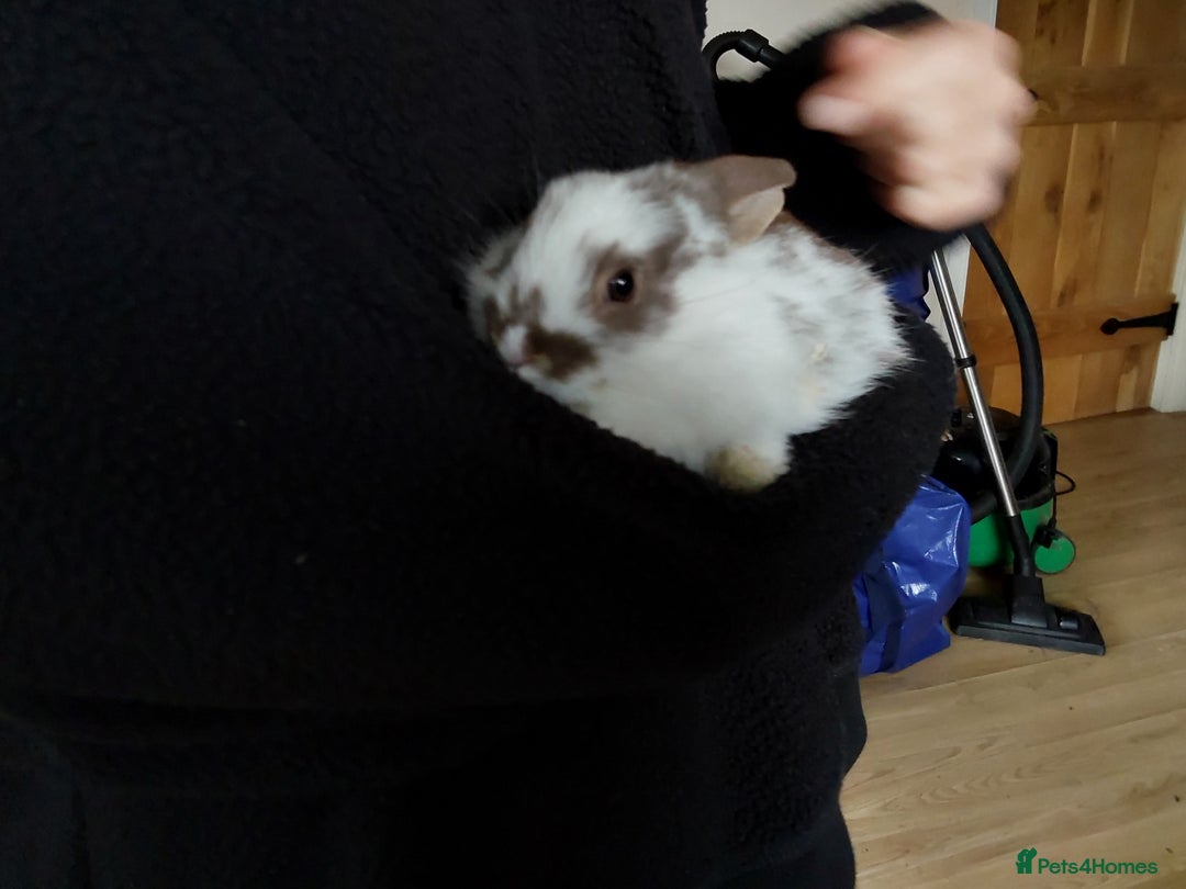 Mixed Breed rabbits for sale: Cute Baby Bunnies - Image 5