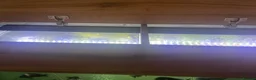 Cichlids fish for sale: 5ft fish tank - Advert 5