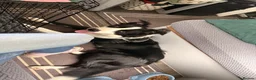 Border Collie dogs for sale: Cooper 7months old  in Par - Advert 5