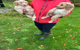 Labradoodle dogs for sale: Gorgeous Healthy Labradoodle Puppies  - Image 4