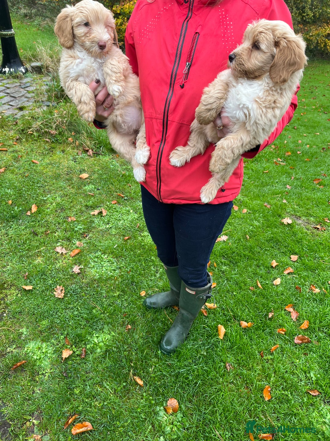 Labradoodle dogs for sale: Gorgeous Healthy Labradoodle Puppies  - Image 4