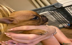 French Bulldog dogs for sale: French bulldog pups  - Image 2