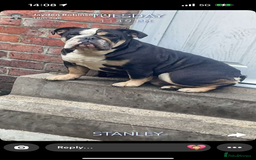 English Bulldog dogs for sale: English bulldog girl puppy British bulldog  - Image 5