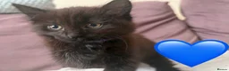 Mixed Breed cats for sale: Fluffiest of Fluff Balls - Advert 3