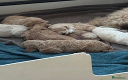 Cockapoo dogs for sale: Wonderful snuggle buddy  - Image 22