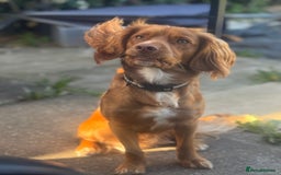 Cocker Spaniel dogs for sale: Cocker spaniel  - Advert 2