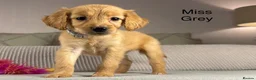 Goldendoodle dogs for sale: BEAUTIFUL HEALTHY LOVING PUPPIES  - Advert 8