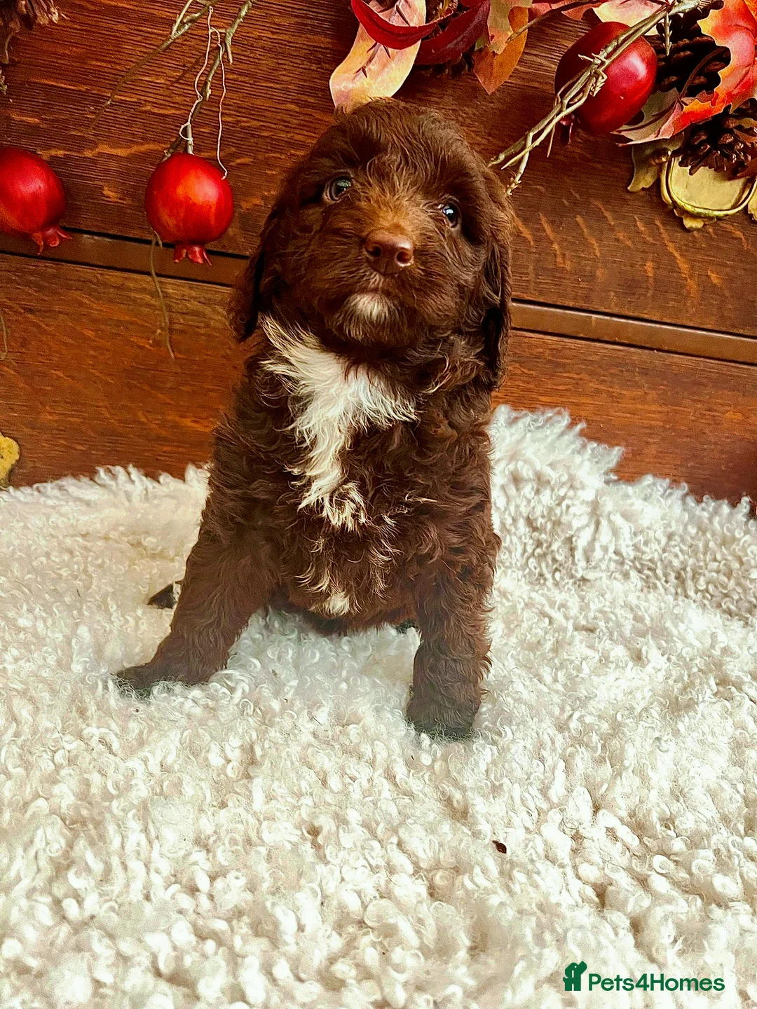Sproodle dogs for sale: Chocolate Sproodle Puppies rare Merle  - Advert 17