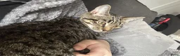 Mixed Breed cats for sale: 1 year old cat  - Advert 5