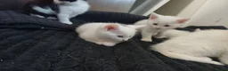 Mixed Breed cats for sale: White kittens  in Ipswich - Advert 6