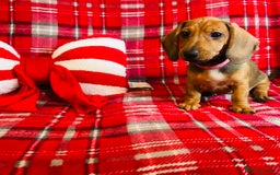 Dachshund dogs for sale: Beautiful dachshund girl left (fully vaccinated) - Advert 1