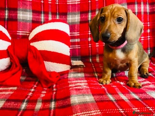 Dachshund dogs Beautiful dachshund girl left (fully vaccinated) - Advert 3