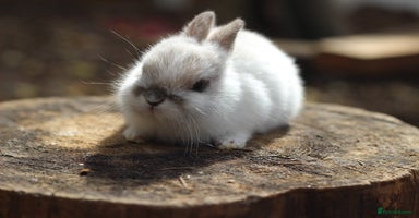 Netherland Dwarf rabbits - Advert 15