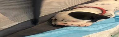 Dalmatian 7 aka Ronaldo